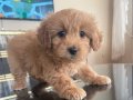 Maltipo Teacup bebeğimiz 