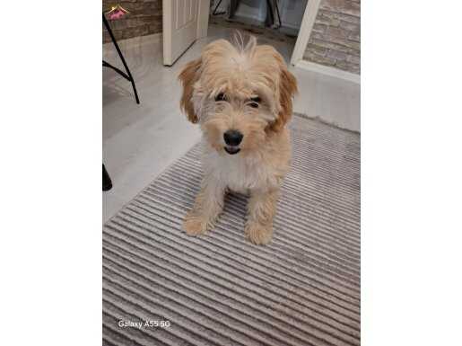 5 aylık maltipoo sağlıklı aşıları tam