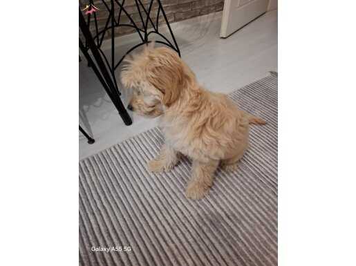 6 aylık maltipoo 