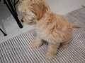 6 aylık maltipoo 
