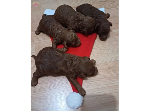 Toy poodle kore yavru