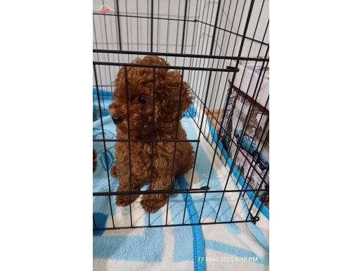 Kore kan poodle, kendi kopegimizin yavrusu