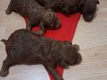 Toy poodle kore yavru