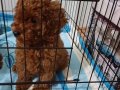 Kore kan poodle, kendi kopegimizin yavrusu