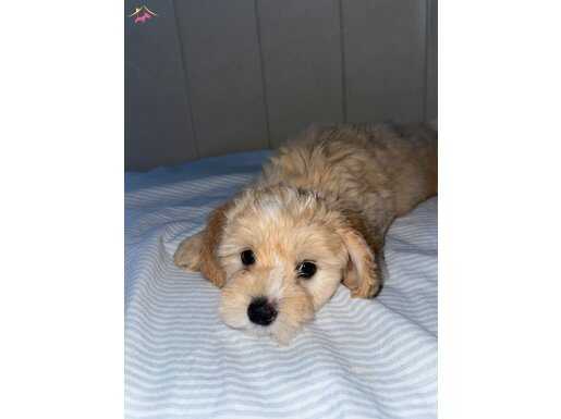 3.5 AYLIK SAFKAN PETSHOP GARANTİLİ MALTİPOO 