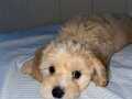 3.5 AYLIK SAFKAN PETSHOP GARANTİLİ MALTİPOO 