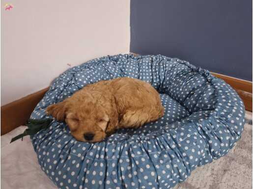 2 aylık ilk aşıları yapılmış erkek toy poodle