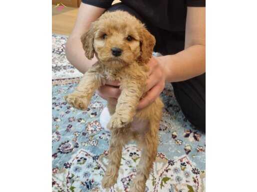 Süper zeka toy poodle