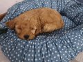 2 aylık ilk aşıları yapılmış erkek toy poodle