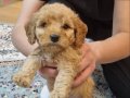 Süper zeka toy poodle