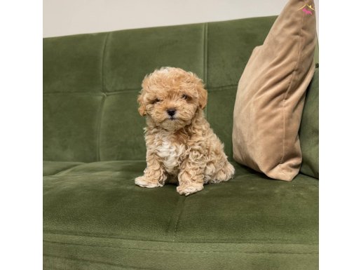 Ev doğumlu teacup maltipoo