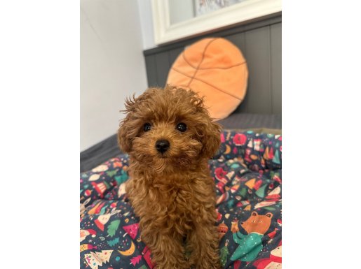 Evde doğum ve bakım, anne baba 2 kg Teacup 