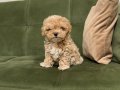 Ev doğumlu teacup maltipoo