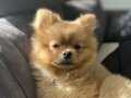 POMERİAN BOO