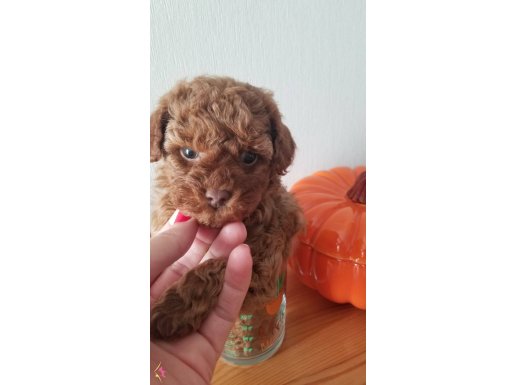 Teacup 2 aylık red brown toy poodle ACİL
