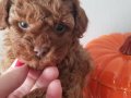 Teacup 2 aylık red brown toy poodle ACİL