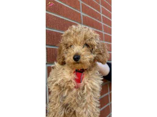 3 AYLIK TOY POODLE 