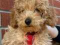 3 AYLIK TOY POODLE 