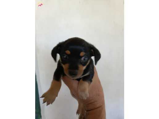 İki numara pincher dişi yavru 