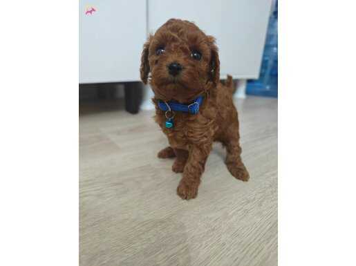 Toy poddle teacup 2 erkek yavrumuz