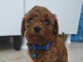 Toy poddle teacup 2 erkek yavrumuz