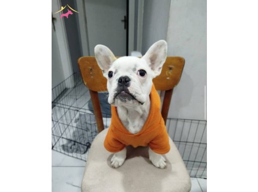 French bulldog 5 aylık erkek aşıları tam çip takılı 