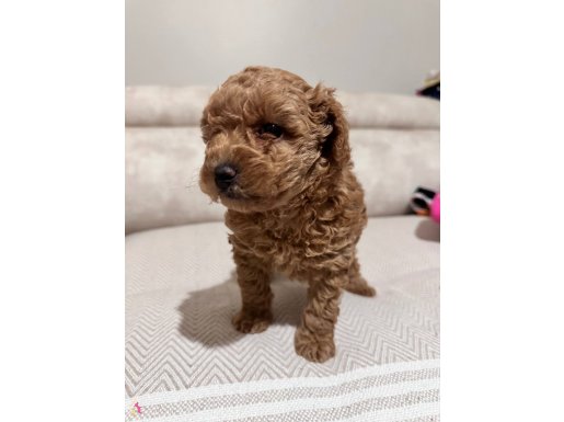 En güzel yavru red toy poodle