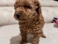 En güzel yavru red toy poodle