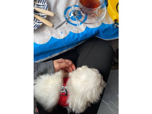 Alerjimizden dolayı köpeğimize sıcak bi yuva arıyoruz 