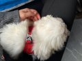 Alerjimizden dolayı köpeğimize sıcak bi yuva arıyoruz 
