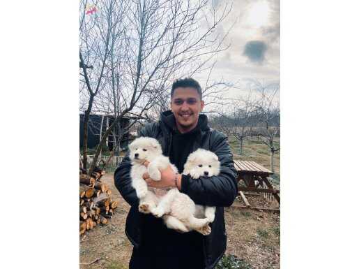 2 AYLIK SAF KAN PAMUK GİBİ SAMOYED 