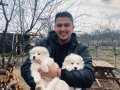 2 AYLIK SAF KAN SAMOYED YAVRULARI