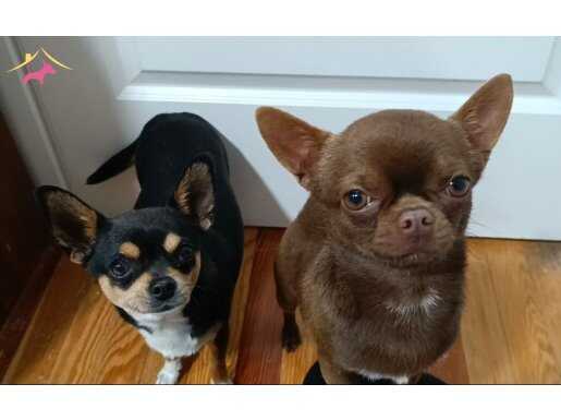 Chihuahua (Şivava) Yavruları