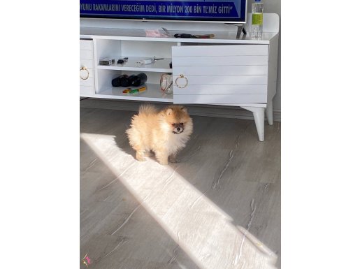2 aylık dişi pomerian