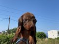 Doberman Yavrusu 