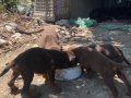 Doberman Yavrusu 