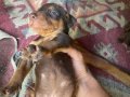 Doberman Yavrusu 