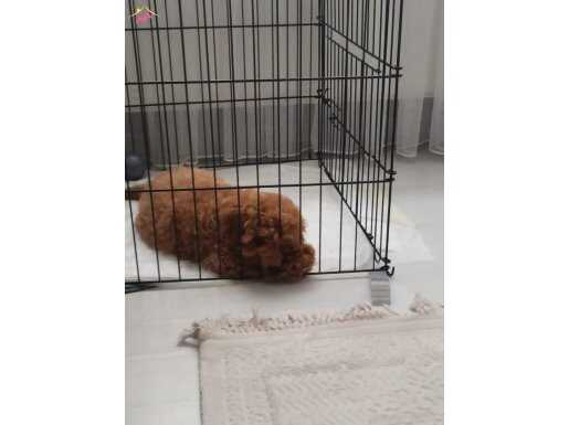 3 aylık erkek toy poodle