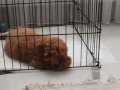 3 aylık erkek toy poodle