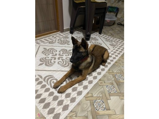Eğitimli Efsane Malinois