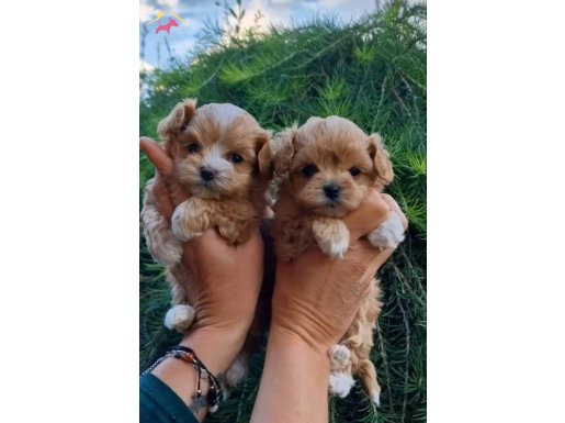 2 Aylık Maltipoo yavrularımız ömürlük ailelerini bekliyor 