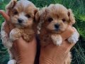 2 Aylık Maltipoo yavrularımız ömürlük ailelerini bekliyor 