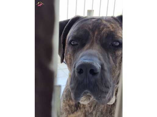 3 Yaşında Presa Canario