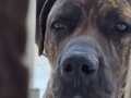 3 Yaşında Presa Canario
