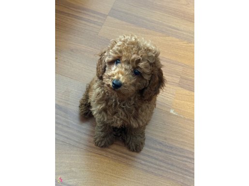 Oyuncu Yavru toy poodle 