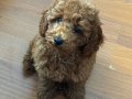Oyuncu Yavru toy poodle 