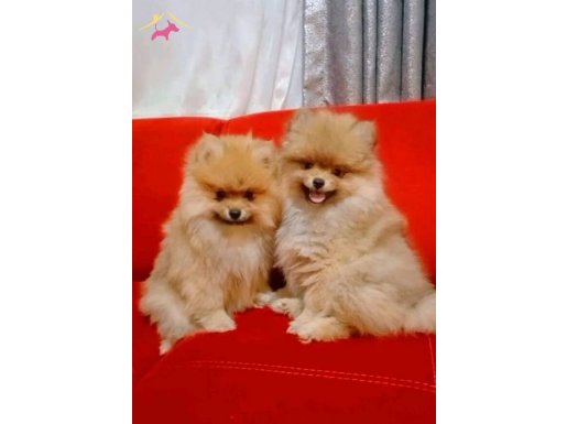 Pomeranian boo