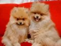 Pomeranian boo