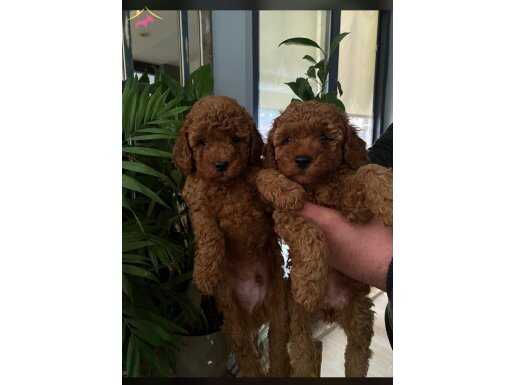 Toy poodle anne altından 