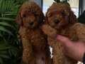 Toy poodle anne altından 